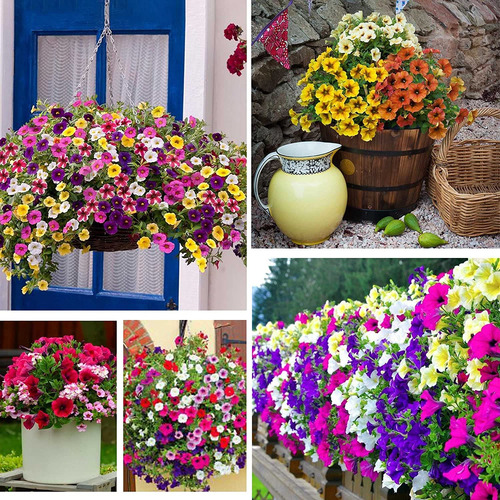 1000+ Semillas De Petunia Mixtas - 8 Flores De Colores Anual