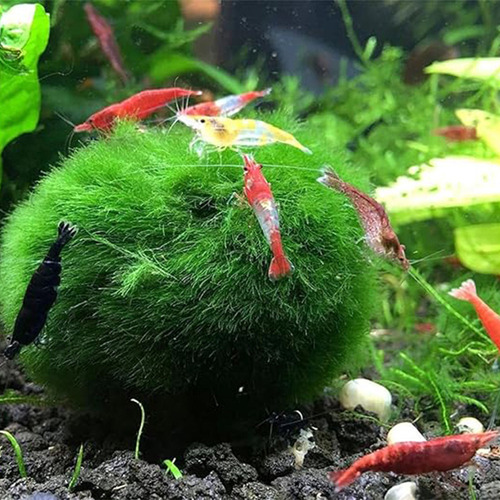 Bolas Verdes Vivas Para Ver Plantas Aquáticas Reais: Aquário