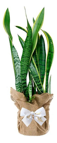 Sansevieria, Lengua De Suegra, Espada De San Jorge, Tuna