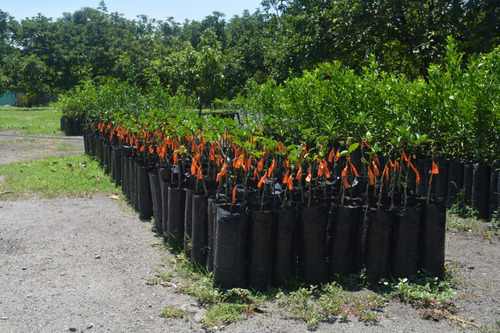 Plantas Limón Tahití - Mariquita Tolima