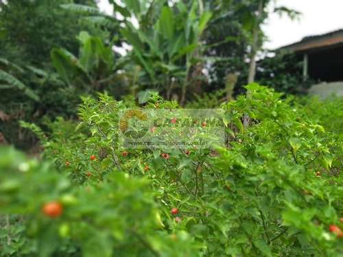 Imagem 7 de 14 de Linda Chácara!
