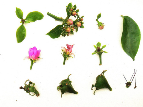 Ora-pro-nobis De Flor Rosa Pereskia Cerca Viva Panc Sementes