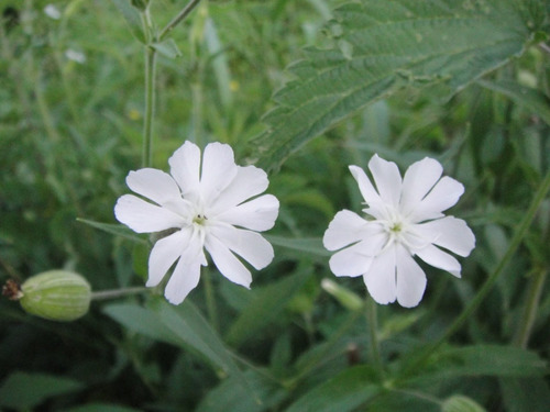 Semillas De Silene Capensis