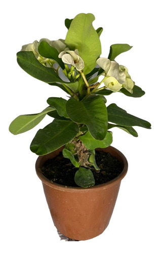 Muda Coroa De Cristo Flor Gigante Amarela - Euphorbia Milii