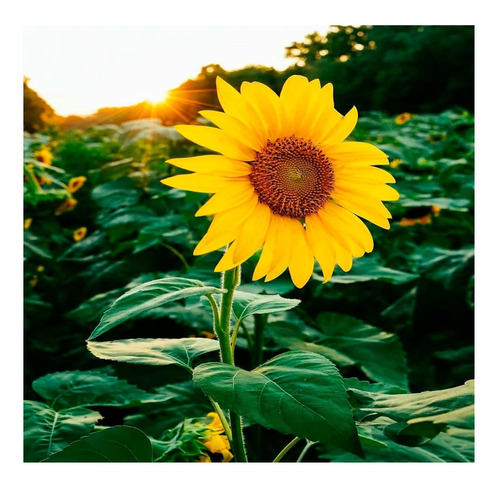 Semillas Flores Girasol Decoración Jardin Planta Cultivo 1a