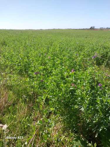 Fardos Cuadrados De Alfalfa