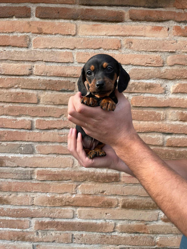 Tiernos Cachorritos Salchichas Miniatura Dachshund