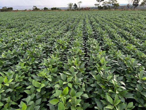 2318ha-excelente [area C/ Valor Abaixo De Mercado