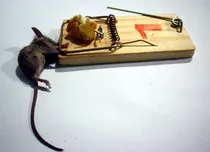 Comprar Trampa Grande Para Captura Ratas Y Ratones