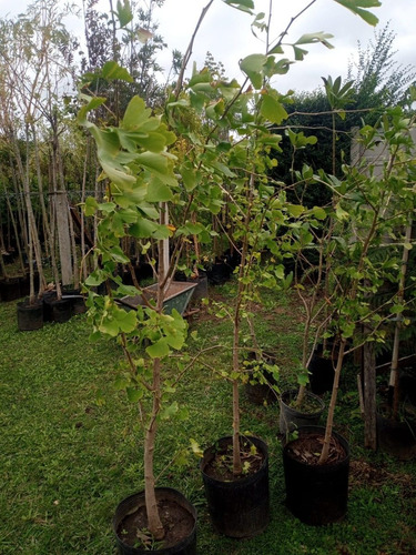 Imagen 4 de 10 de Arbol Ginkgo Biloba Original Japonés - E.gratis Caba Y Gba