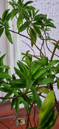 Planta Leontis Leonurus -cola De Leon-