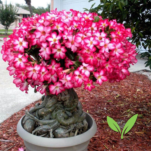 100 Sementes De Rosa Do Deserto Adenium Obesum Mix De Cores | Parcelamento  sem juros