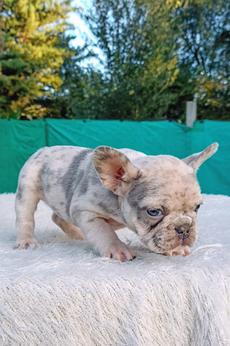 Bulldog Francés Hembrita Lilac Merle Cachorra Lilac Merle