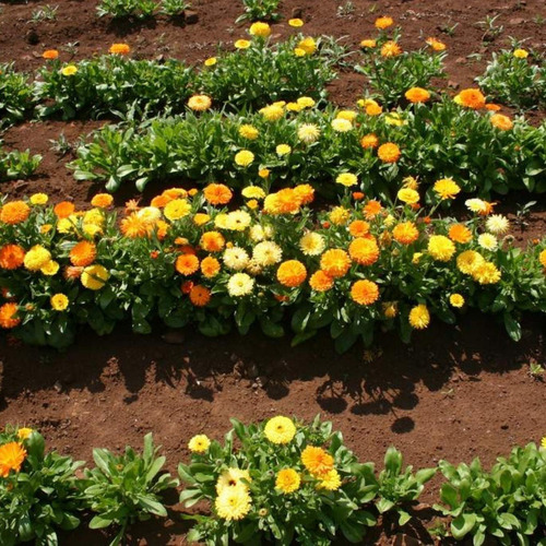 60 Semillas Calendula Pacific Beauty Mix - Calidad Premium