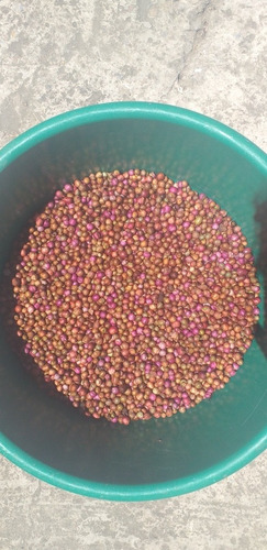 Semillas De Eugenia X 4 Kilos Para Jardineras Y Cercas Vivas