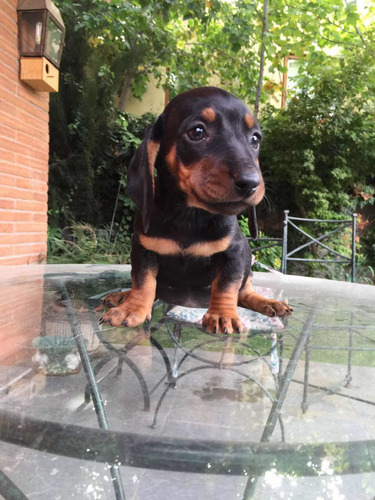 Preciosos Salchicha Miniatura Dachshund