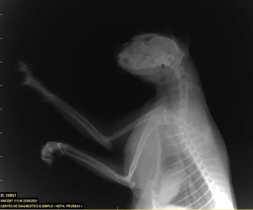 Equipo De Rayos X Nuevo Digital Directo Veterinario