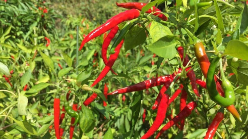 Pimientos Rojo Picante Chilli Red (20)