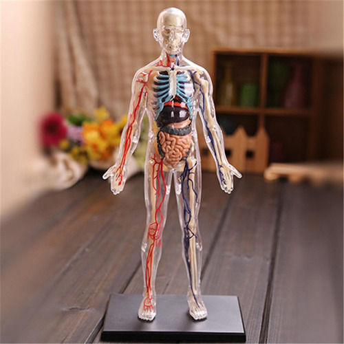 Cuerpo Humano Interactivo De Anatomía Completa Modelo De