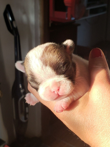 Bulldog Francés Hembras Excelentes Color Fawn Y Red Fawn