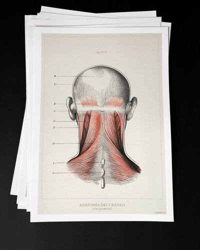 Anatomía Humana 35-36-37-38 Póster Lámina Antiguo Decoración