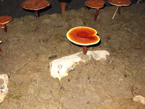 Reishi Aceite De Esporas Puro Y Concentrado