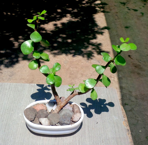 Mini Maceta Bonsai Suculenta Portucalaria