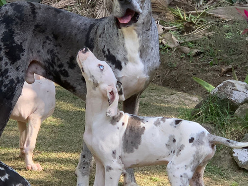 Dogue Alemão Merle Arlequim E Boston Lindíssimos