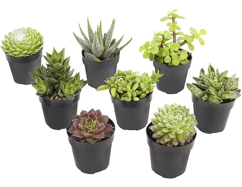 , Kit De Alféizar De Plantas Suculentas Vivas Paquete ...