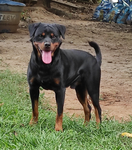 Rottweiler Jovem Treinado Canil Rottland Pedigree Cbkc 