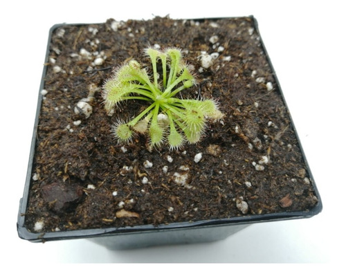 Planta Carnivora Drosera Spatulata Chica