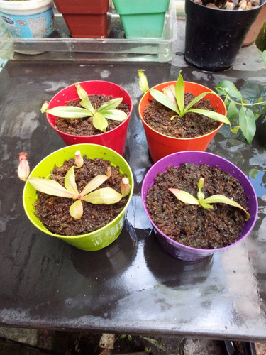 Nepenthes - Planta Carnívora De Jarros