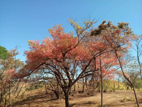 Imagen 8 de 14 de Lotes P/quintas Desde ¢24.5 Millones, 5.000 M2, San Mateo