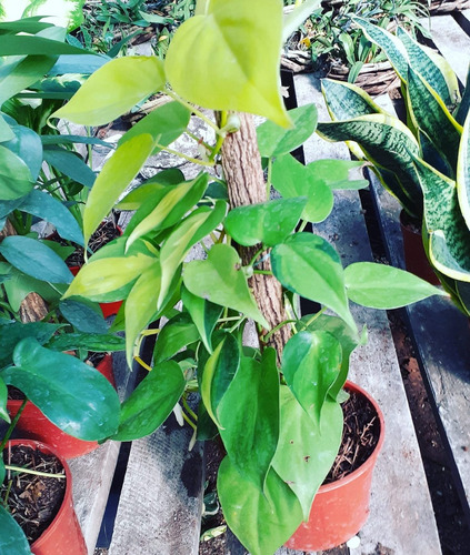 Imagen 3 de 10 de Plantas De Interior Philodendron, Potus, Pothos, Cordatum
