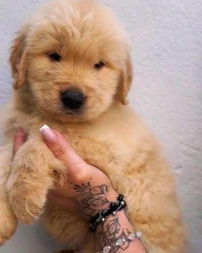 Filhotes De Golden Retriever Com Pedigree E Microchip Dourado