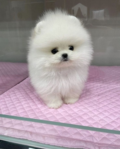 Pomerania 13 Beige