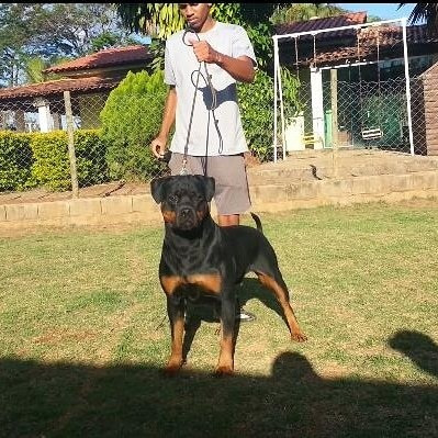Rottweiler Filhotes (45 Dias )frete Grátis