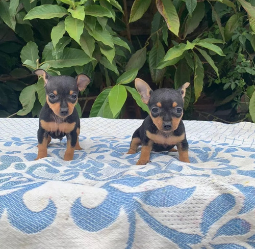 En250 Cada Cachorro Doberman Pinscher Mini