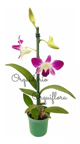 Orquídea Denphal Sonia Diamond Planta Adulta Natural