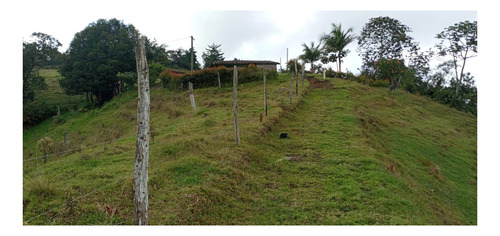 Imagen 7 de 9 de Finca Para Aguacate U Hortencias..oportunidad