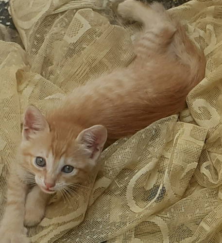 Gatito  Naranja Angora Turco De 3 Meses. Usa Arenero.tranquy