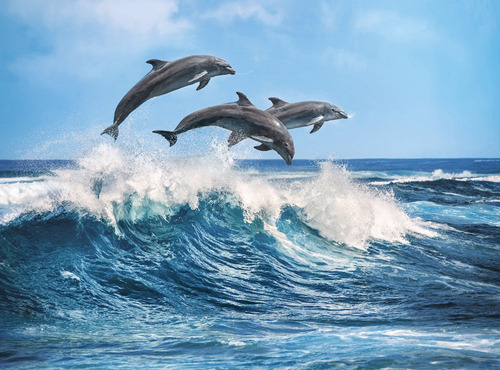 Salto De Delfines Sobre Ola Rompecabezas 500 Pz Clementoni