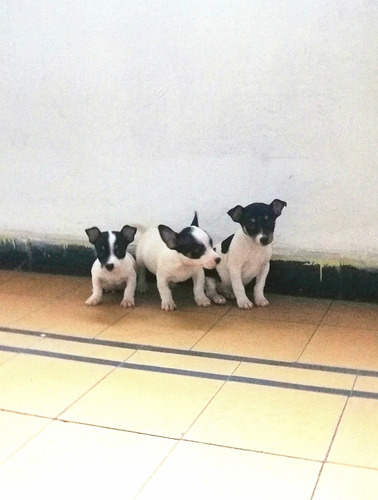 Fox Terrier Ratoneros Machos Blanco
