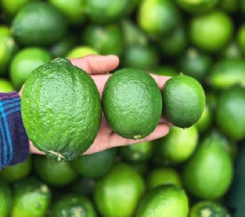 Limón Criollo Enano Para Maceta