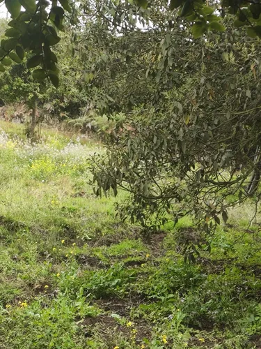 Venpermuto Terreno En Sibaté, Alto Charco