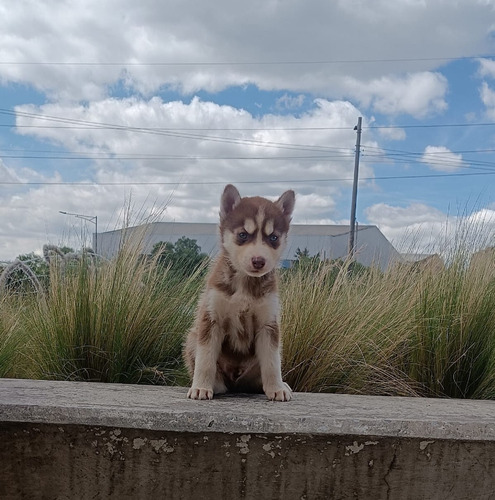 Husky Lobo Siberiano Perro Hembra Y Macho Pelo Largo Disponi