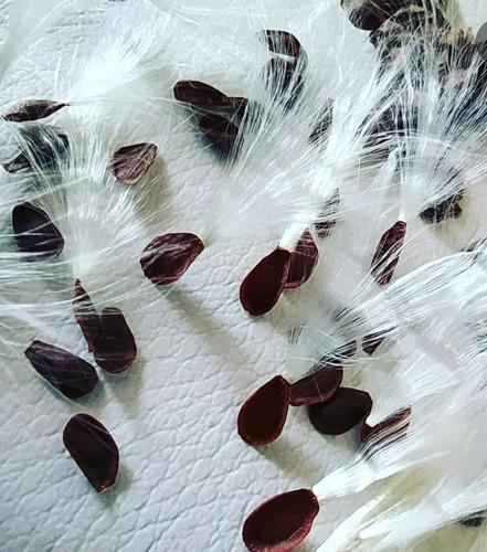 50 Semillas De Asclepias Recién Cosechadas. Organicas