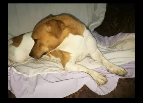 Imagen 4 de 11 de Vendo Padrillo Jack Rusell Pedigri Plata.