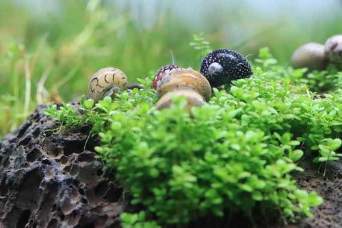 68 Caracoles Neritinasagua Dulce.incluye No Incluye Envío.