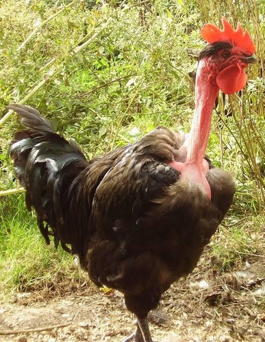Imagen 3 de 5 de Criollos Mejorados Pollo Bebe